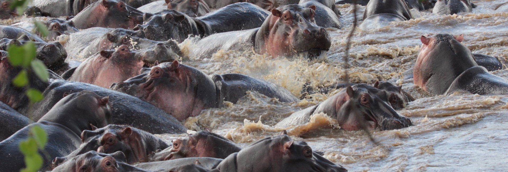 Hippo's on Safari Tanzania