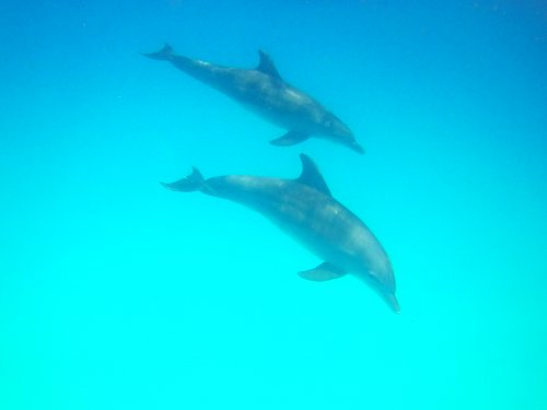 Zanzibar Dolphin trip