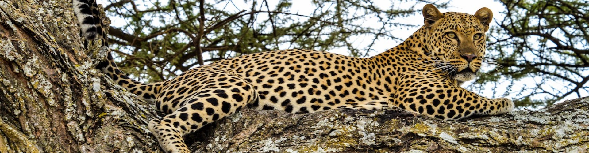 Tanzania Africa Leopard