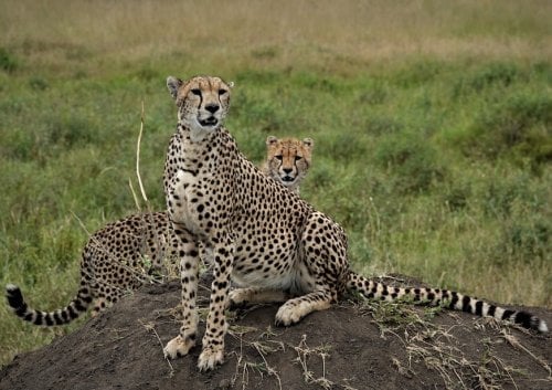 Cheetah Tanzania Africa