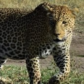 Tanzania Safari Leopard