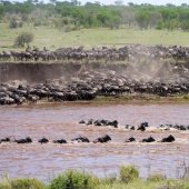 Tanzania Safari Great Migration